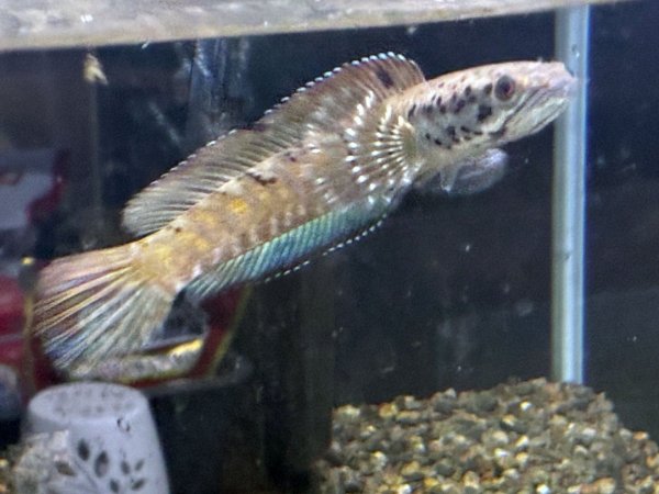 画像1: チャンナ オルナティピンニス(11cm±)WILD (1)