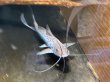 画像1: スポッテッドピニランプス(17cm±)WILDペルー★ (1)