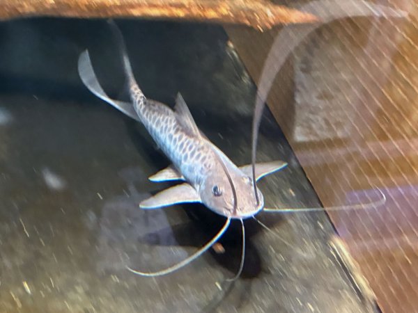 画像1: スポッテッドピニランプス(17cm±)WILDペルー★ (1)