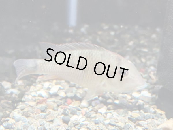 画像1: ゲオファーガス スタインダックネリー(8cm±)ブリード (1)