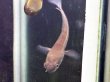 画像2: チャンナ マルリオイデス イエローセンタルン(5cm±)WILD (2)