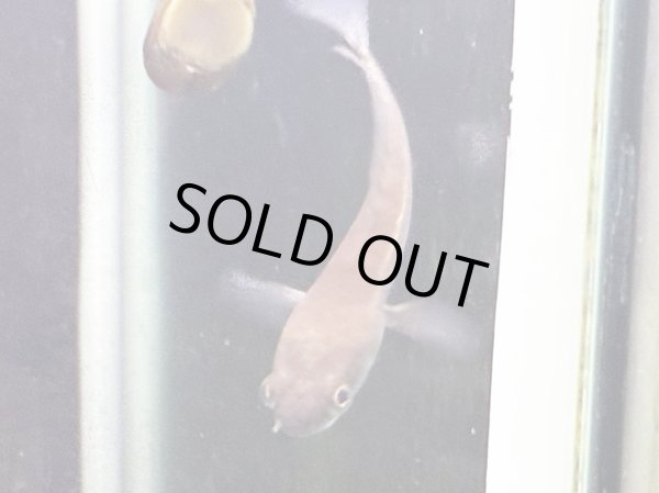 画像2: チャンナ マルリオイデス イエローセンタルン(5cm±)WILD (2)