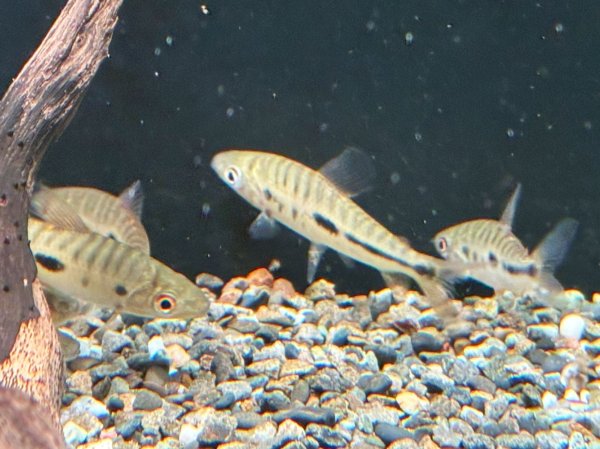 画像3: レポリヌス モラレシ(5cm±)WILDコロンビア (3)