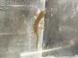 画像2: ニホンヤモリ(5cm±)WILD兵庫 (2)