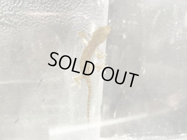 画像2: ニホンヤモリ(5cm±)WILD兵庫v (2)