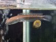 画像1: チャンナ マルリオイデス イエローセンタルン(5cm±)WILD (1)