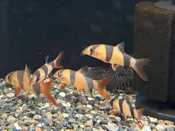 画像1: クラウンローチ(6cm±)ブリード (1)