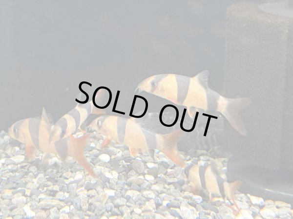 画像1: クラウンローチ(5cm±)ブリード (1)