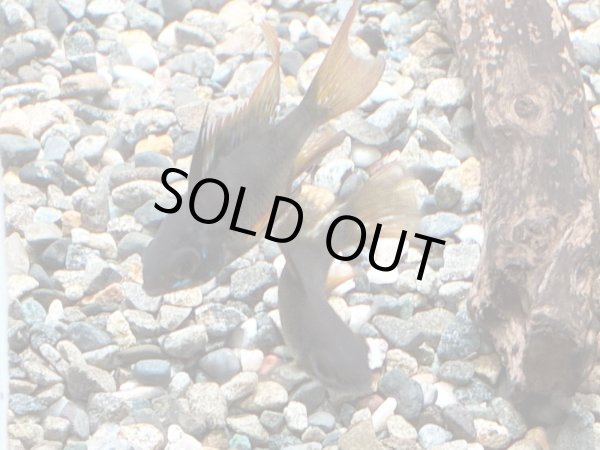 画像5: ダークナイトラミレジィ 1ペア (5)