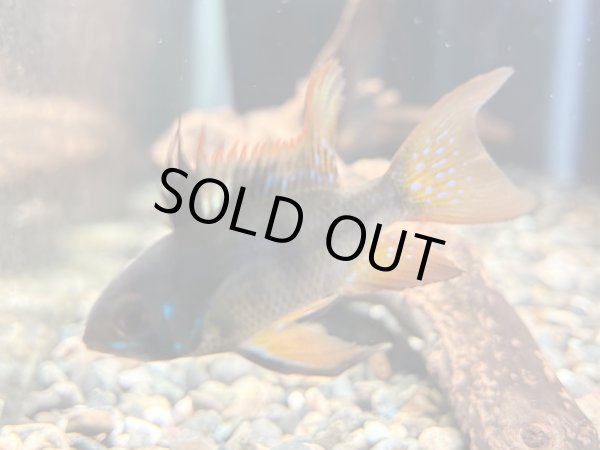 画像1: ダークナイトラミレジィ 1ペア (1)