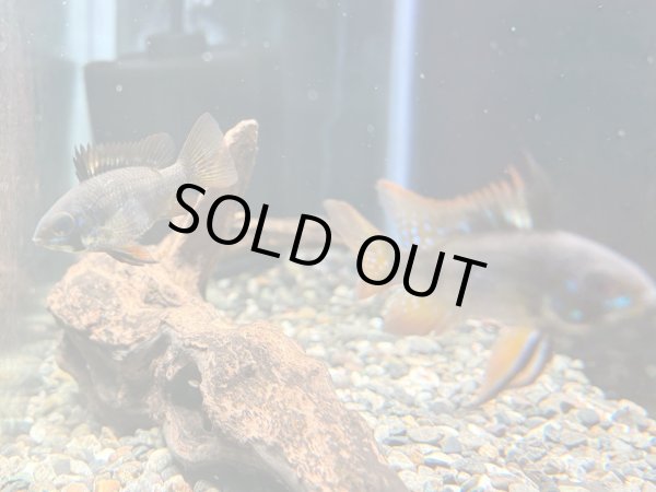 画像4: ダークナイトラミレジィ 1ペア (4)