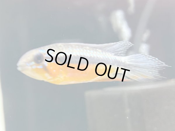 画像3: アピストグラマ エリザベサエ スーパーレッド 1ペア 上物 EUブリード★ (3)