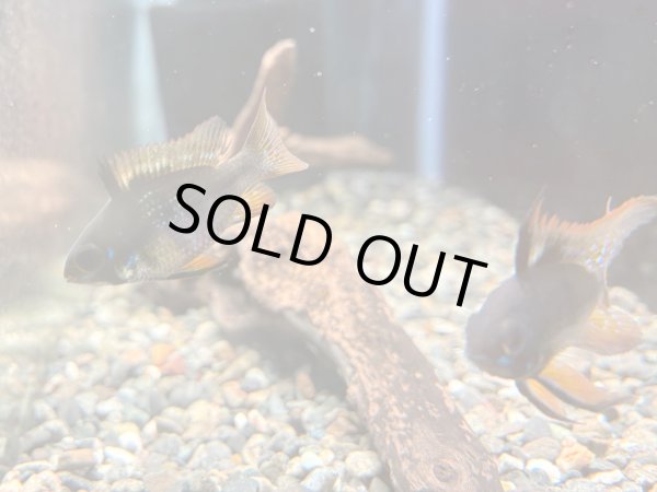 画像3: ダークナイトラミレジィ 1ペア (3)