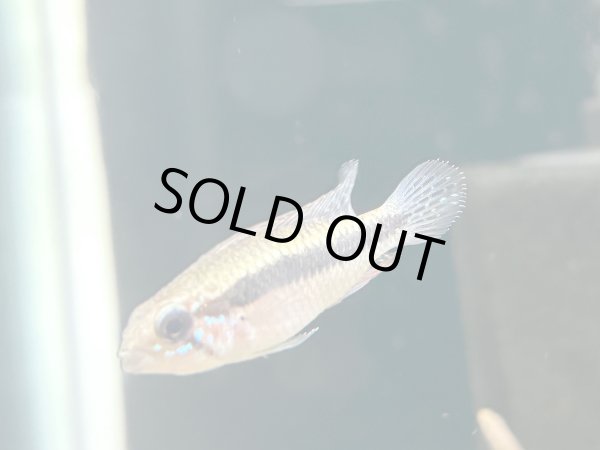 画像5: アピストグラマ エリザベサエ スーパーレッド 1ペア 上物 EUブリード★ (5)