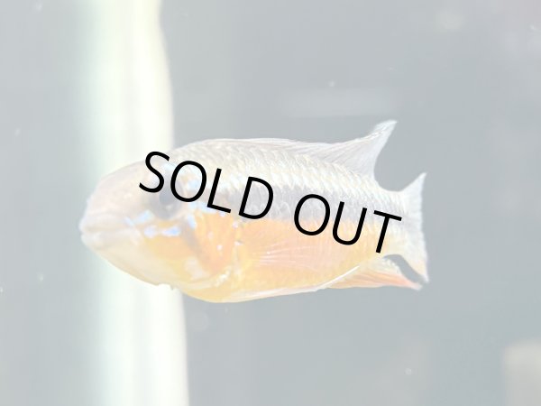 画像2: アピストグラマ エリザベサエ スーパーレッド 1ペア 上物 EUブリード★ (2)