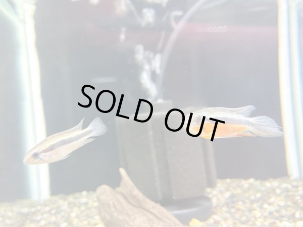 画像4: アピストグラマ エリザベサエ スーパーレッド 1ペア 上物 EUブリード★ (4)