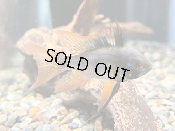 画像2: ダークナイトラミレジィ 1ペア (2)