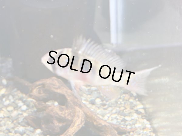 画像3: ラミレジィ ロングフィン 1ペア (3)