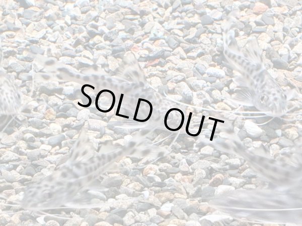 画像1: ピクタスキャット WILDオリノコ (1)