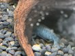 画像2: アフリカンロックシュリンプ ブルータイプ(4cm±)WILDナイジェリア★ (2)