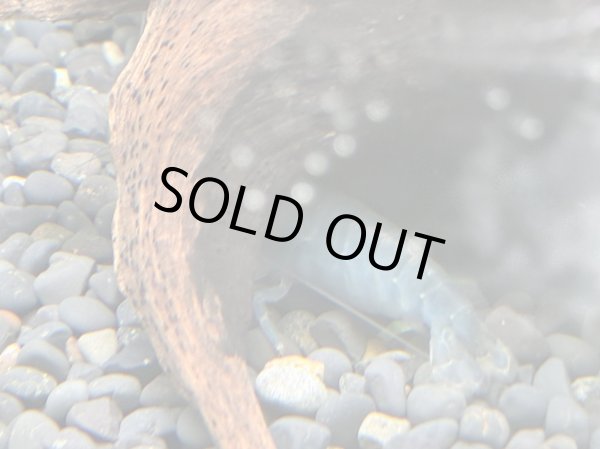 画像2: アフリカンロックシュリンプ ブルータイプ(4cm±)WILDナイジェリア★ (2)