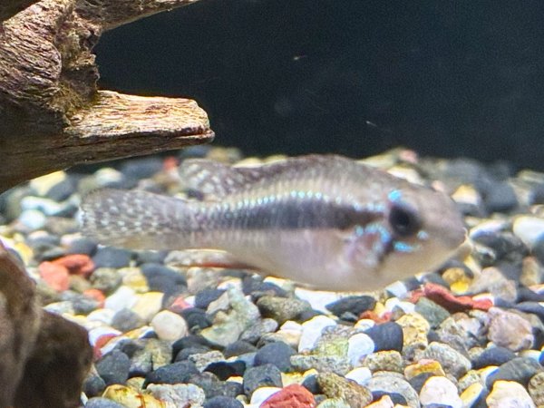 画像4: アピストグラマ エリザベサエ スーパーレッド 1ペア EUブリード★ (4)