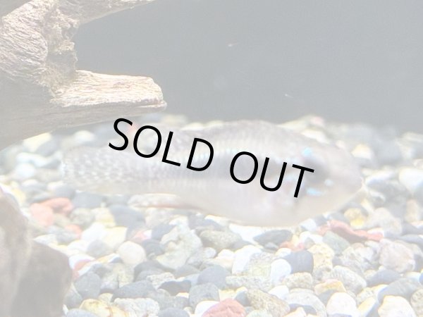 画像4: アピストグラマ エリザベサエ スーパーレッド 1ペア EUブリード★ (4)