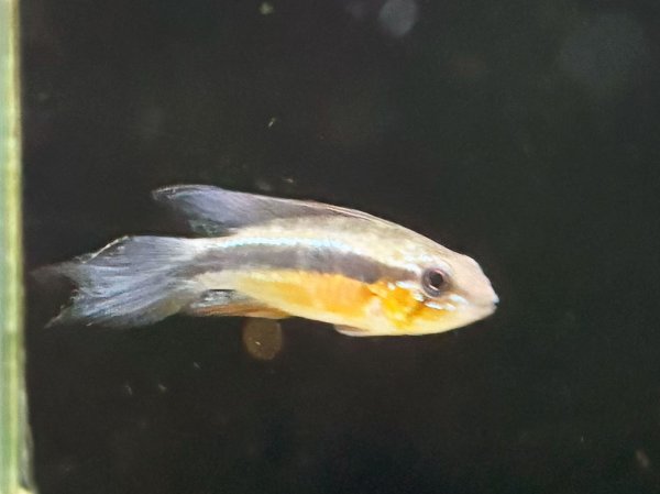 画像2: アピストグラマ エリザベサエ スーパーレッド 1ペア EUブリード★ (2)