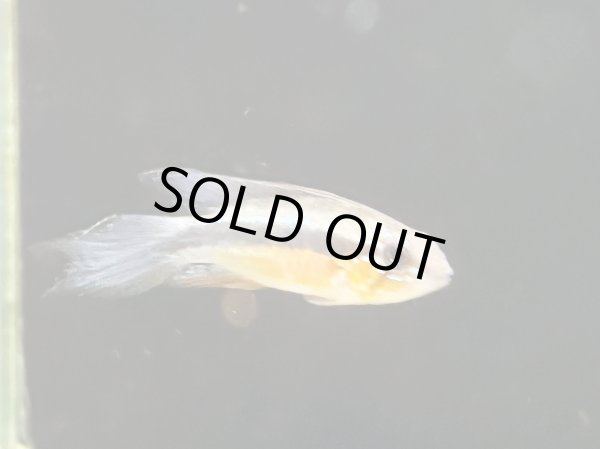 画像2: アピストグラマ エリザベサエ スーパーレッド 1ペア EUブリード★ (2)