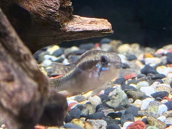 画像6: アピストグラマ エリザベサエ スーパーレッド 1ペア EUブリード★ (6)