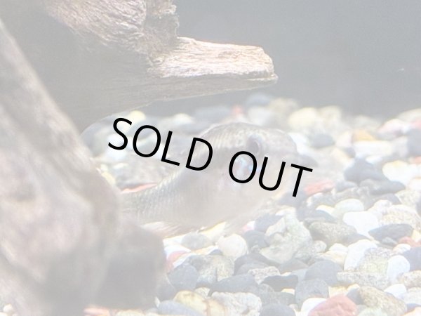 画像6: アピストグラマ エリザベサエ スーパーレッド 1ペア EUブリード★ (6)