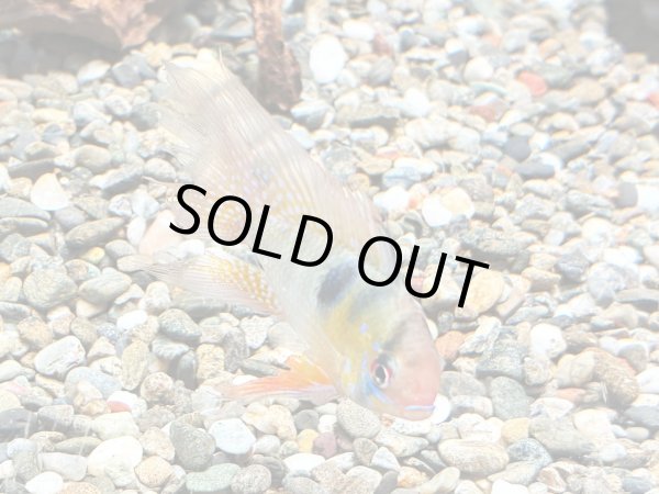 画像2: ラミレジィ ロングフィン 1ペア (2)