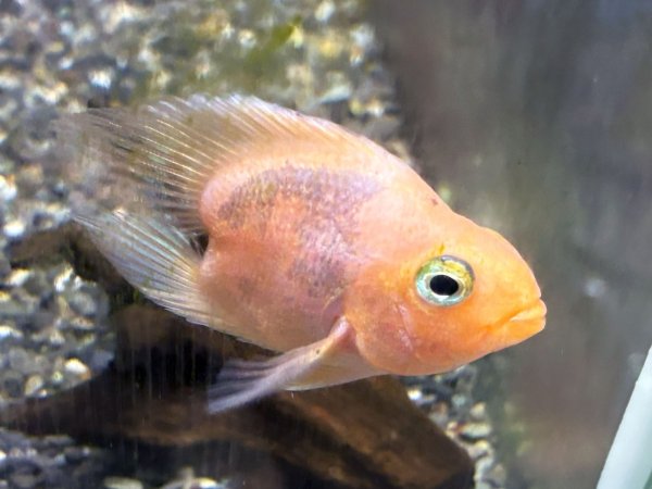 画像2: ハートテールピンクパロット(6cm±)★ (2)