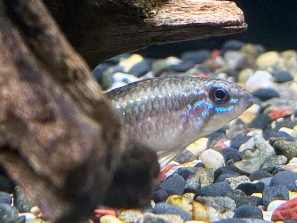 画像5: アピストグラマ エリザベサエ スーパーレッド 1ペア EUブリード★ (5)