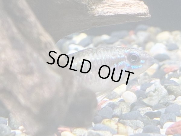 画像5: アピストグラマ エリザベサエ スーパーレッド 1ペア EUブリード★ (5)