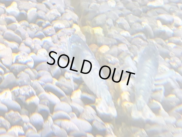 画像3: アフリカンロックシュリンプ ブルータイプ(4cm±)WILDナイジェリア★ (3)