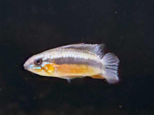 画像3: アピストグラマ エリザベサエ スーパーレッド 1ペア EUブリード★ (3)