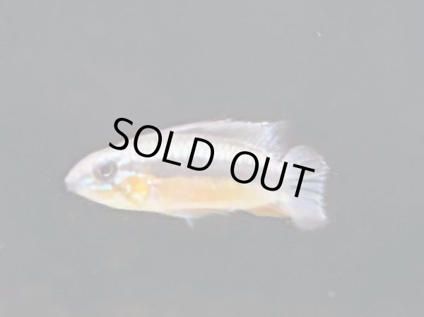 画像3: アピストグラマ エリザベサエ スーパーレッド 1ペア EUブリード★ (3)