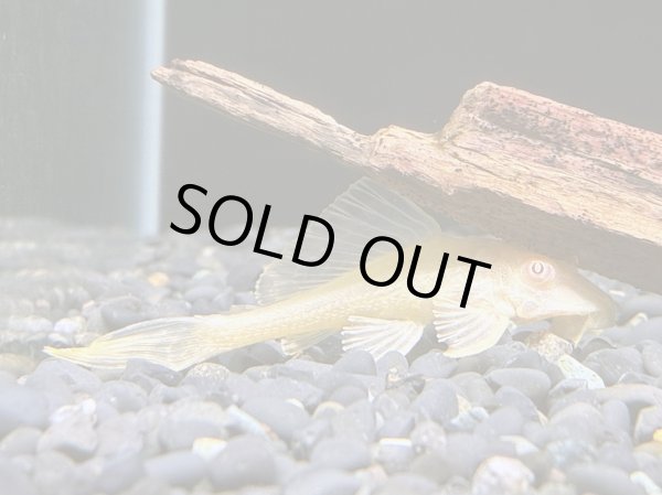 画像1: アルビノマーブルセルフィンプレコ(7cm±)ブリード (1)