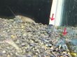 画像4: アフリカンロックシュリンプ ブルータイプ(4cm±)WILDナイジェリア★ (4)