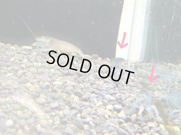 画像4: アフリカンロックシュリンプ ブルータイプ(4cm±)WILDナイジェリア★ (4)