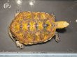 画像1: ニホンイシガメ オス(11cm±)WILD▲ (1)