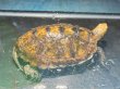 画像2: ニホンイシガメ オス(11cm±)WILD▲ (2)