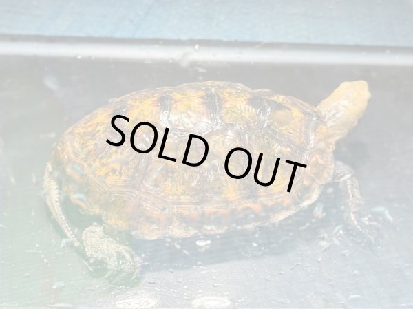 画像2: ニホンイシガメ オス(11cm±)WILD▲ (2)