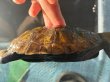 画像3: ニホンイシガメ オス(11cm±)WILD▲ (3)