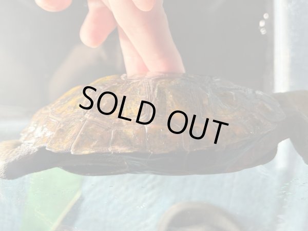 画像3: ニホンイシガメ オス(11cm±)WILD▲ (3)