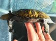 画像4: ニホンイシガメ オス(11cm±)WILD▲ (4)