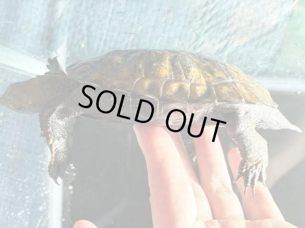 画像4: ニホンイシガメ オス(11cm±)WILD▲ (4)