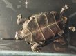 画像5: ニホンイシガメ オス(11cm±)WILD▲ (5)