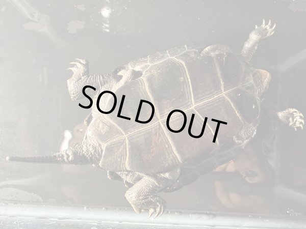 画像5: ニホンイシガメ オス(11cm±)WILD▲ (5)